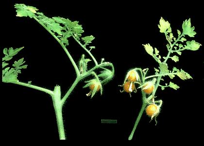 Lycopersicon cheesmanii